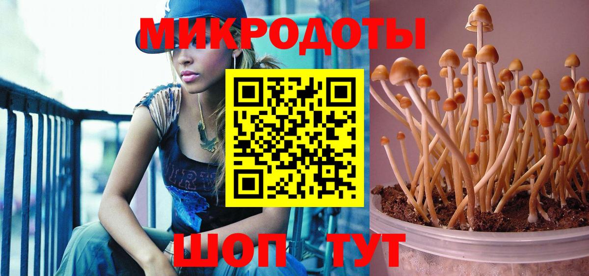 Галлюциногенные грибы Psilocybine cubensis Долгопрудный